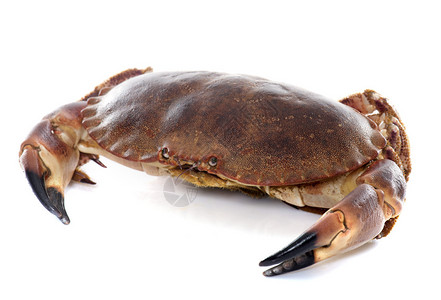 白色背景前的可食用棕蟹高清图片