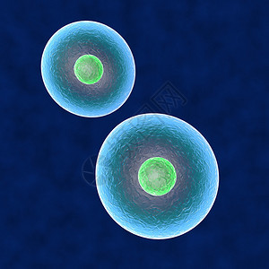 核心细胞复制人体图片