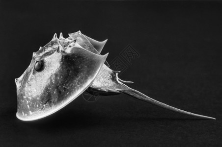 马蹄螃蟹骨架影图片