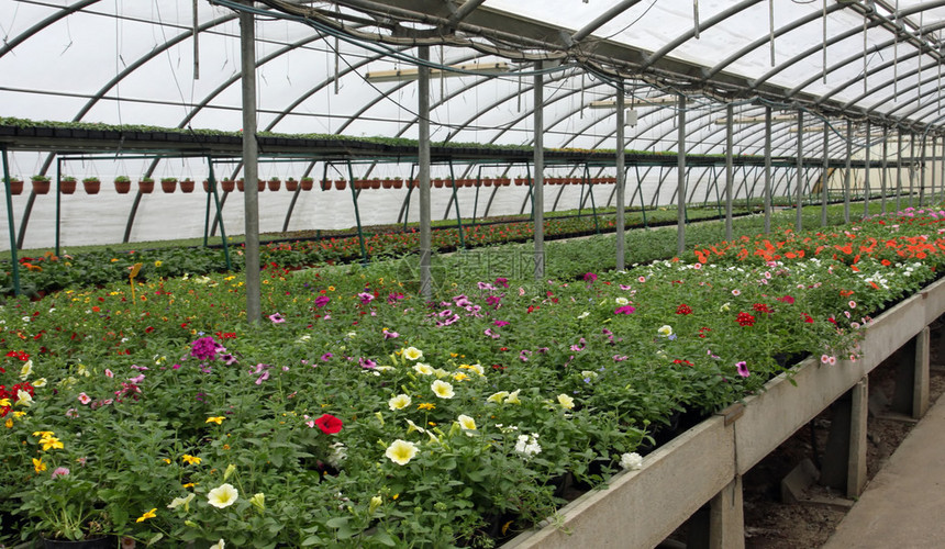 用于密集种植花卉和花盆的温室效图片