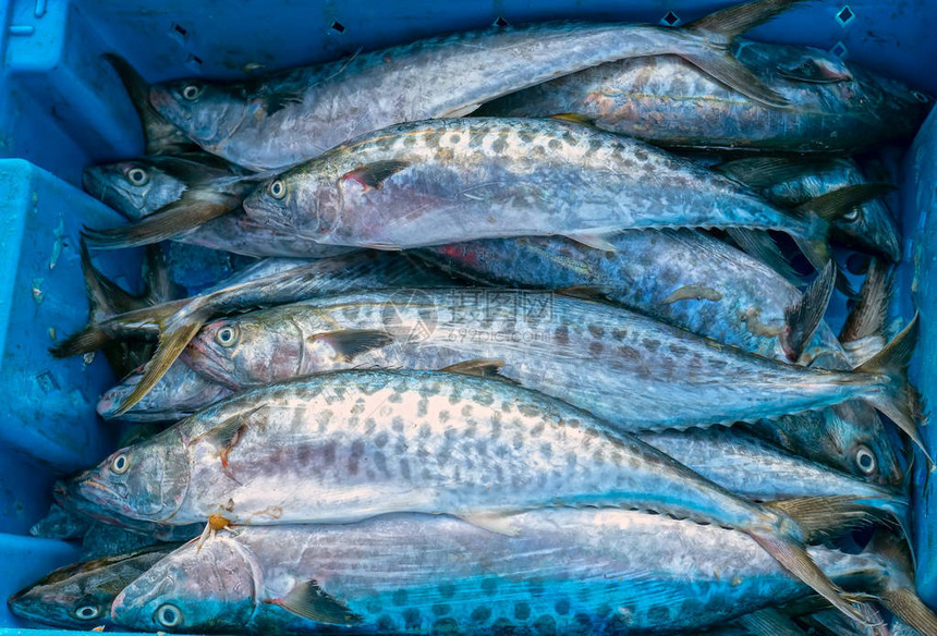 在鱼市捕获的新鲜的西班牙鲭鱼这种鱼生活在越南中部和图片