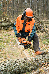 带链锯的林业工人正在锯木作业森林图片