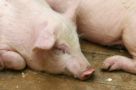 猪在市场上展示图片