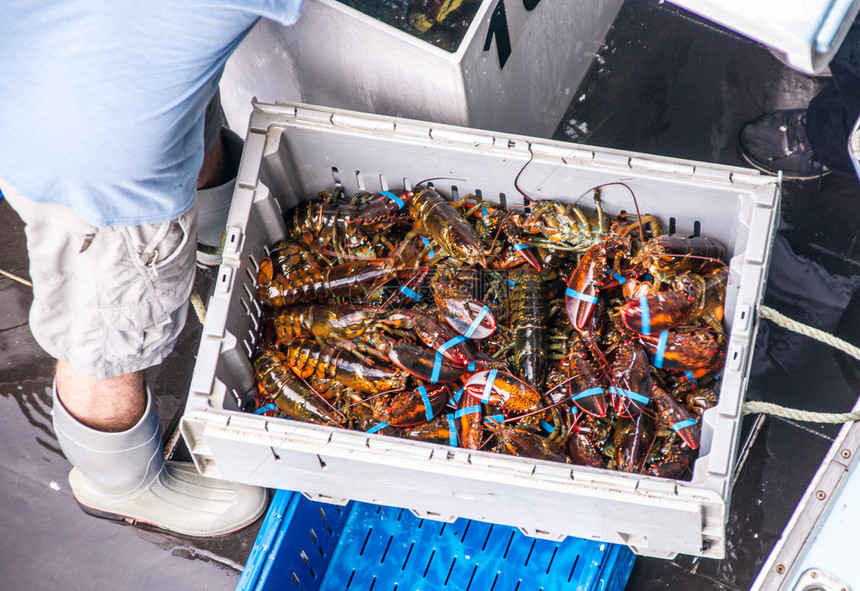 渔民每天将龙虾的捕获量装船载运到码头市场图片