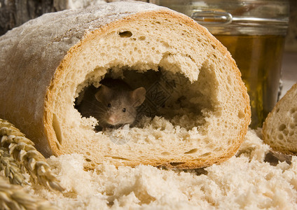 面包里的老鼠图片