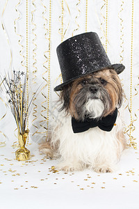 戴着精美礼帽的西施犬庆祝新年背景图片