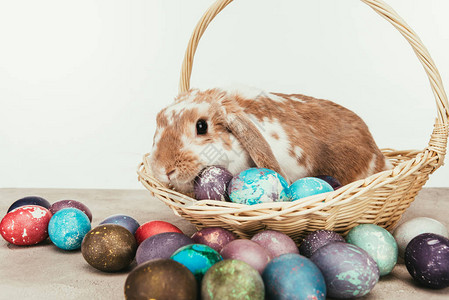 堆在草篮中的家养兔子配有喷图片