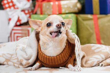 近视可爱的小吉华小狗毛毯上圣诞图片