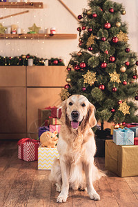 寻金犬坐在圣诞树附图片