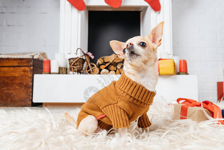 穿着毛衣的可爱吉娃小狗坐在地板上圣诞图片