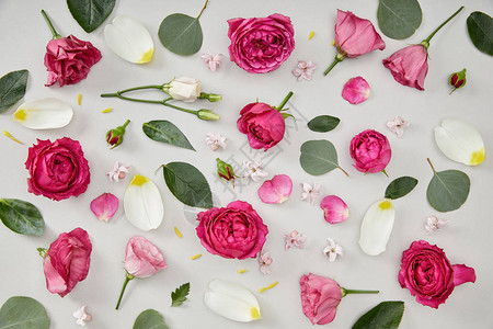 由粉红玫瑰和白上孤立的郁金香花瓣构图片