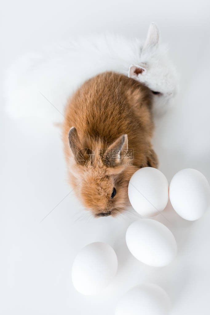 近距离观看可爱的毛兔和白色鸡蛋在图片