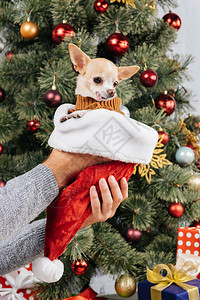 将吉华小狗放在圣达克莱斯的帽子里与圣诞树对着背图片