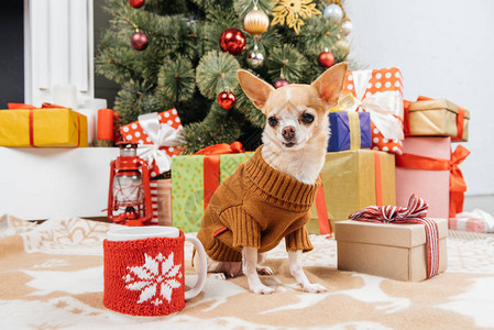 穿着毛衣的可爱吉华小狗坐在圣诞节礼物旁边和地板图片