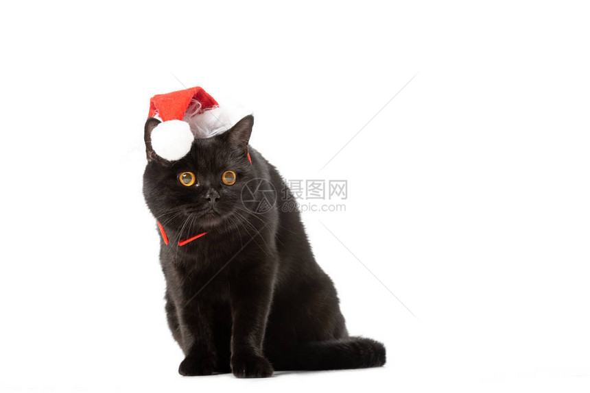 穿着圣诞帽子的黑英国短头发小猫在白色图片