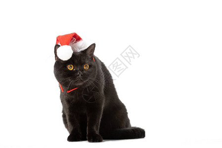 穿着圣诞帽子的黑英国短头发小猫在白色背景图片