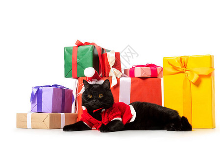 穿着圣诞背心和帽子的可爱黑色英国短头发黑猫在白色背景孤立图片
