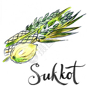 水彩苏科特植物犹太节日手工绘画图片
