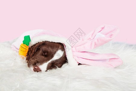 粉红色背景中穿着复活节兔子装的可爱睡着图片
