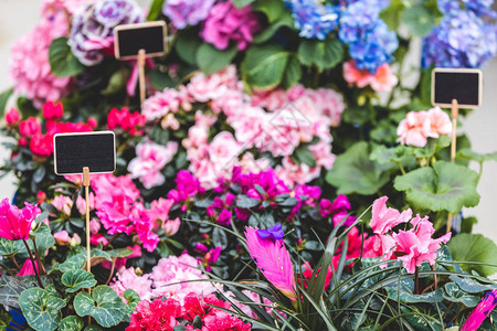 花店里空标签的花盆里盛开着五颜六色的花朵图片