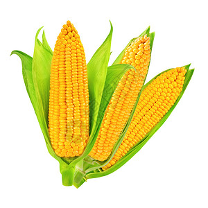 玉米分离背景图片