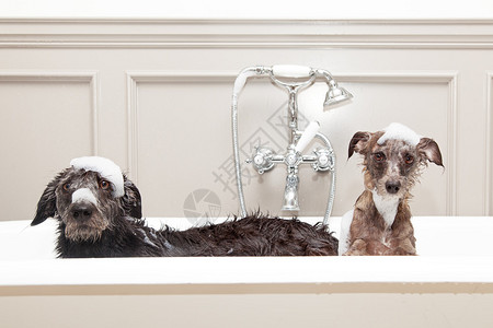 两只小猎犬在浴缸里背景图片