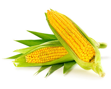 孤立的玉米背景图片