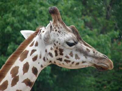 Giraffe在切斯特图片