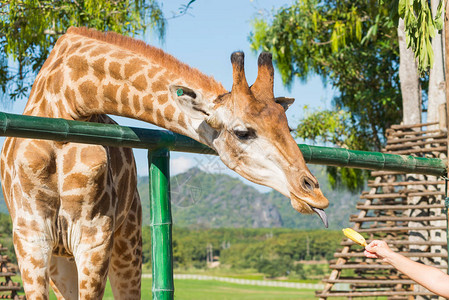 喂动物长颈鹿吃香蕉图片