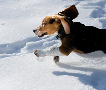 比格犬快乐地在雪地里奔跑图片