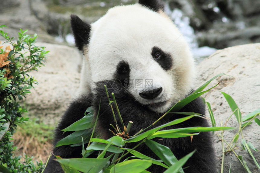 香港的熊猫图片