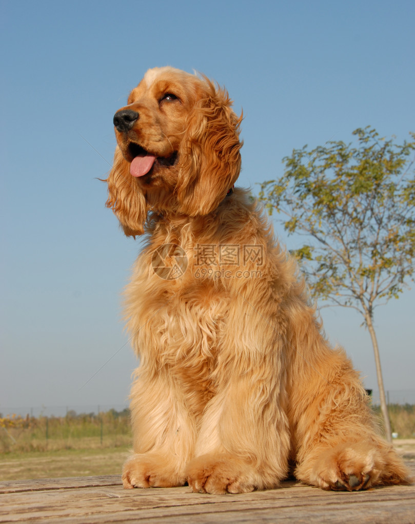 小狗纯种英国可卡犬可爱的猎犬图片