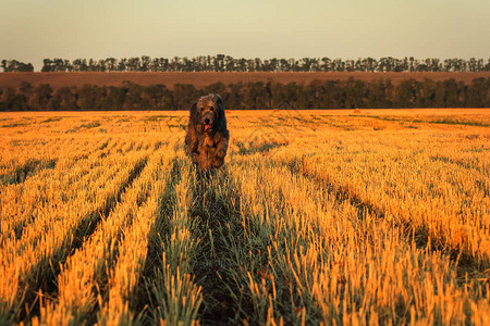 巨大的灰色爱尔兰猎狼犬沿着胡茬奔跑选择聚焦户外图像快乐的背景图片
