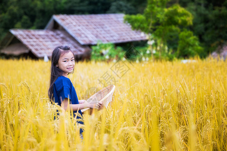 金稻农场的泰国孩子图片