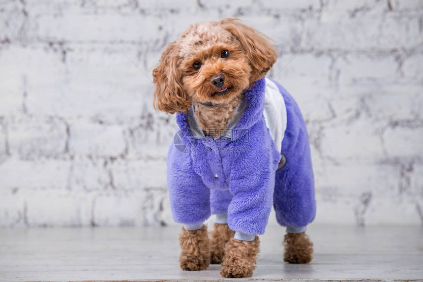 棕色的小滑稽狗与玩具贵宾犬品种的卷发摆在狗的衣服主题配饰和宠物时尚服装时尚的工作服图片