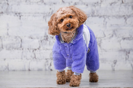 棕色的小滑稽狗与玩具贵宾犬品种的卷发摆在狗的衣服主题配饰和宠物时尚服装时尚的工作服图片