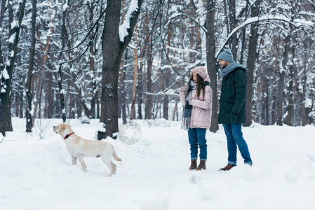 有狗在冬季雪地公园散图片
