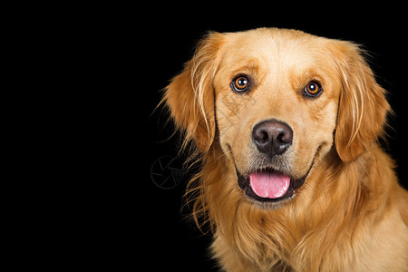 金毛犬张开嘴和黑色微笑的特写肖像图片