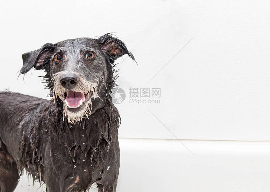 快乐的笑狗在美容室洗澡图片