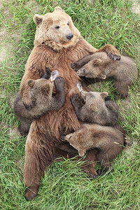 棕熊与婴儿吃图片