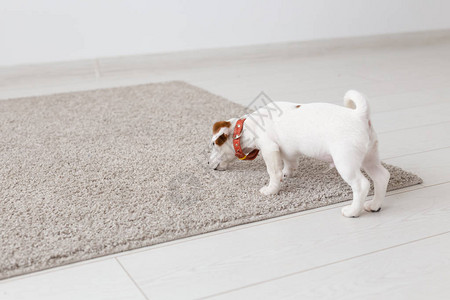 小杰克罗素泰瑞小狗在的地毯上玩耍爱抚宠物动背景图片