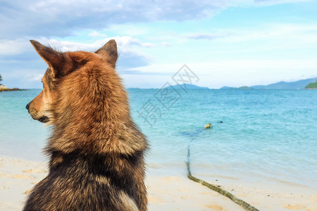 孤单的狗在沙滩上图片