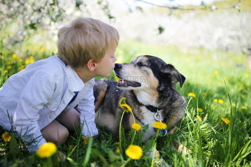 一个可爱的小男孩正在给他获救的宠物德国牧羊犬亲吻鼻子图片