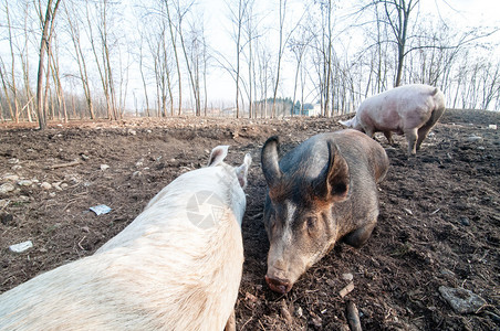 意大利农场里的猪图片