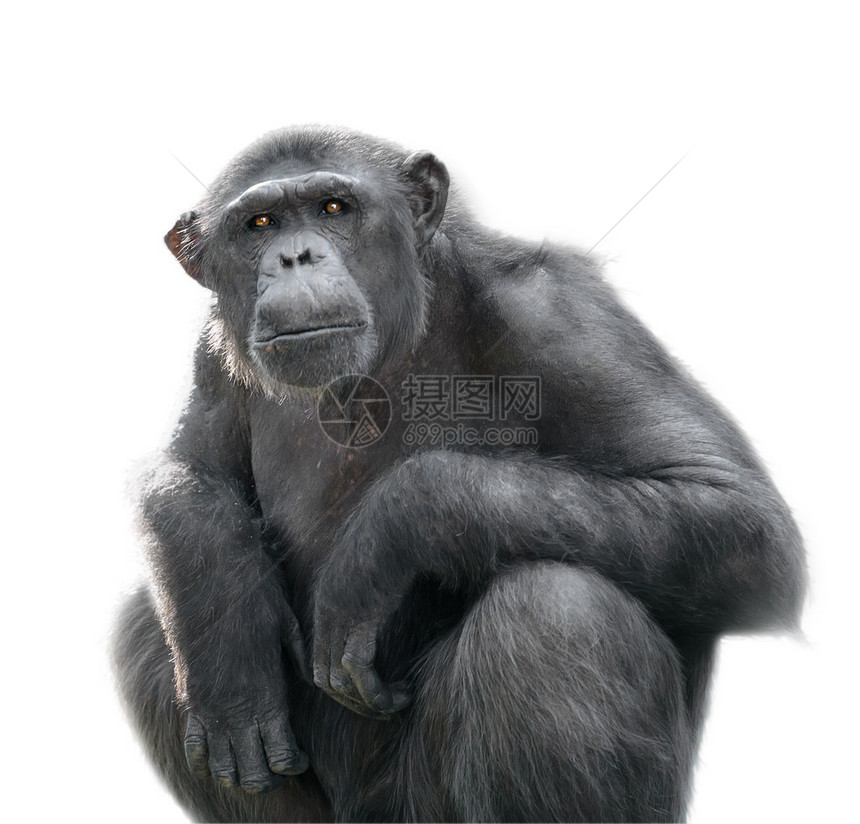 黑猩在看东西时极端关注着一些与白图片