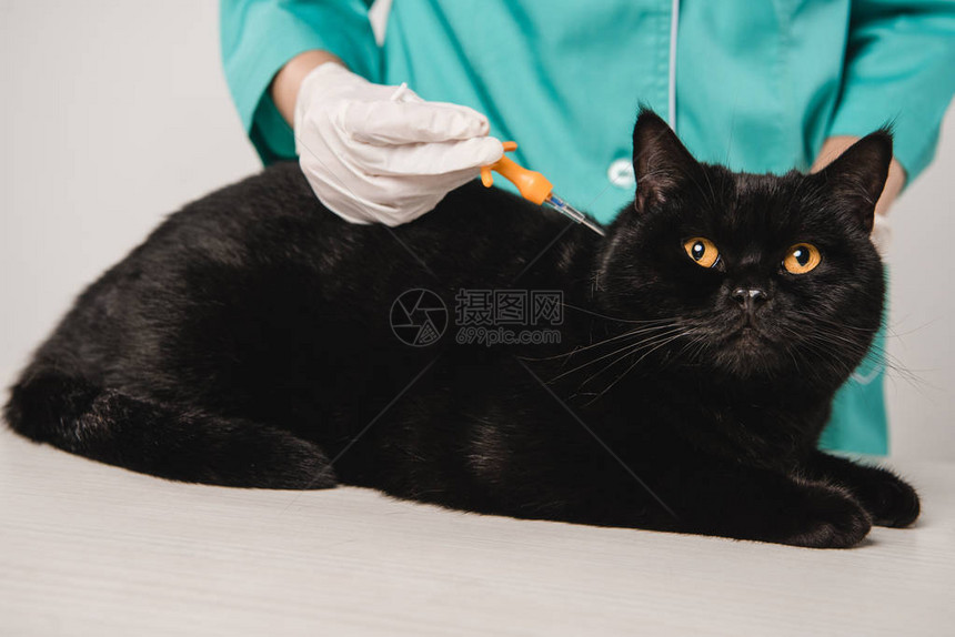 女兽医将微芯片程序用于隔离在灰色上的黑猫的切图片