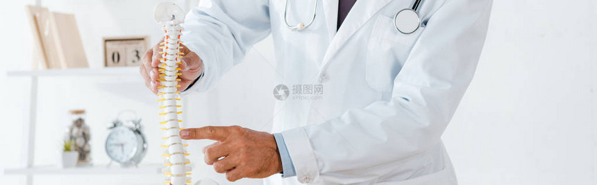 白大衣医生用手指脊椎模型的白图片