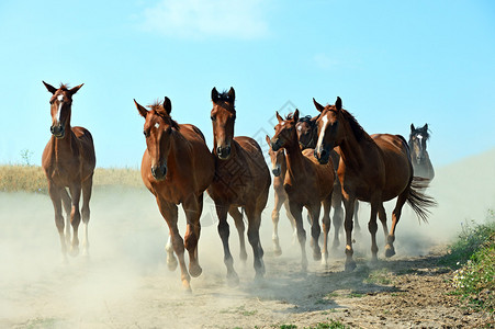 奔跑的马群背景图片