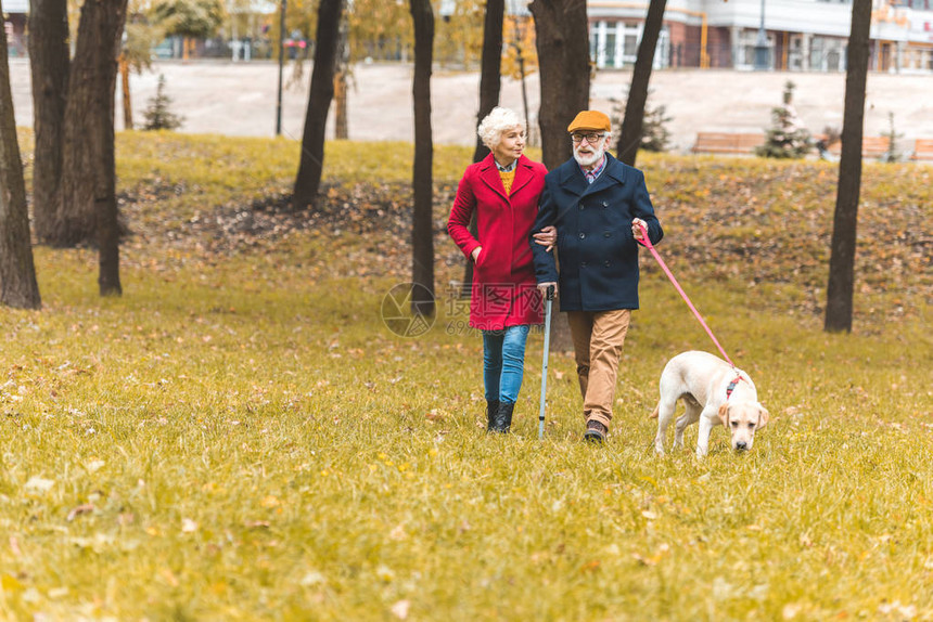 在秋季公园与拉布多采集器狗一起行图片