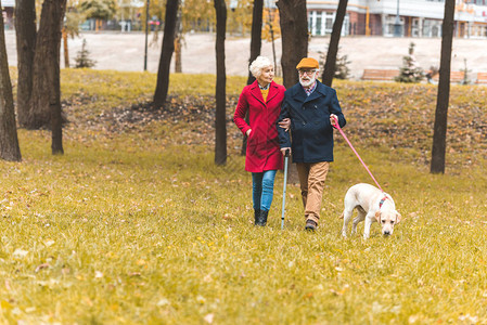 在秋季公园与拉布多采集器狗一起行背景图片